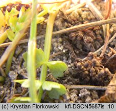 Apium repens (selery błotne)