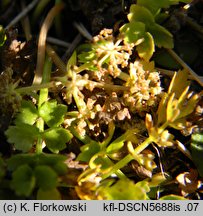 Apium repens (selery błotne)