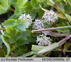 Apium repens (selery błotne)