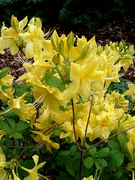 Rhododendron hort. Anneke