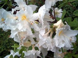 Rhododendron Ballerina