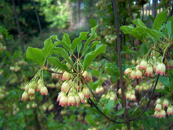 Enkianthus campanulatus