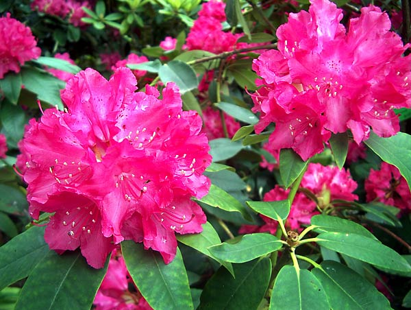 Rhododendron hort. Holbein
