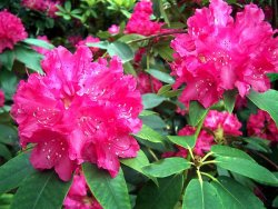 Rhododendron Holbein