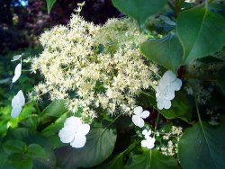 Hydrangea petiolaris