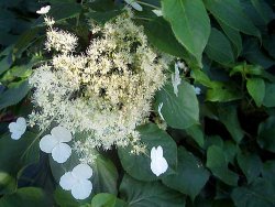 Hydrangea petiolaris