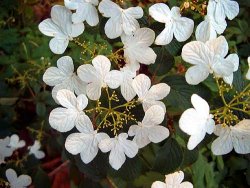 Viburnum plicatum 