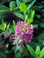 Kalmia angustifolia