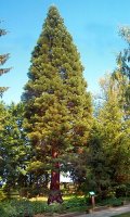 Sequoiadendron giganteum