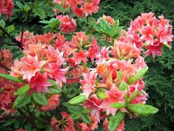 Rhododendron Norma