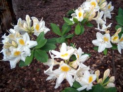 Rhododendron Persil