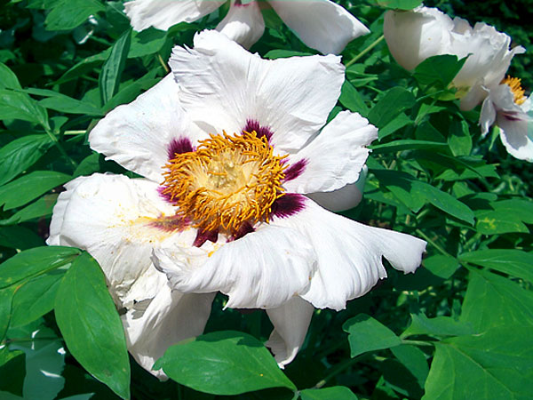 Paeonia suffruticosa