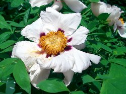 Paeonia suffruticosa (piwonia krzewiasta)