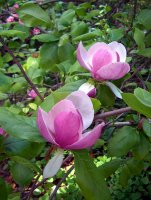 Magnolia xsoulangeana