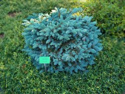 Picea pungens Montgomery