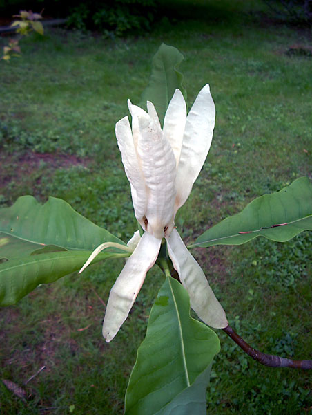 Magnolia tripetala