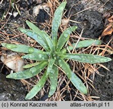 Lewisia nevadensis (lewizja newadeńska)