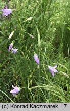 Campanula rapunculus (dzwonek rapunkuł)