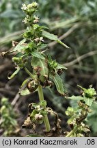 Mercurialis annua (szczyr roczny)