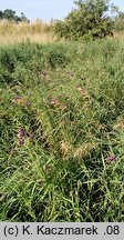 Allium scorodoprasum (czosnek wężowy)