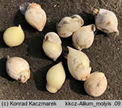 Allium moly (czosnek południowy)