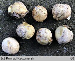 Allium sphaerocephalon (czosnek główkowaty)