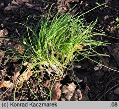 Allium vineale (czosnek winnicowy)