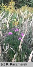 Symphyotrichum novae-angliae (aster nowoangielski)