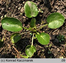 Barbarea vulgaris (gorczycznik pospolity)