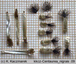Centaurea ×debeauxii