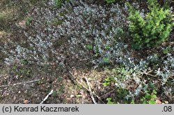 Cerastium biebersteinii (rogownica Biebersteina)