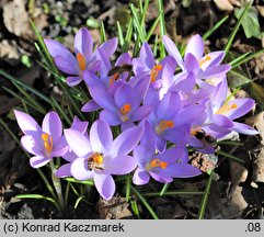 Crocus tommasinianus (krokus Tomassiniego)