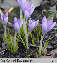 Crocus tommasinianus (krokus Tomassiniego)