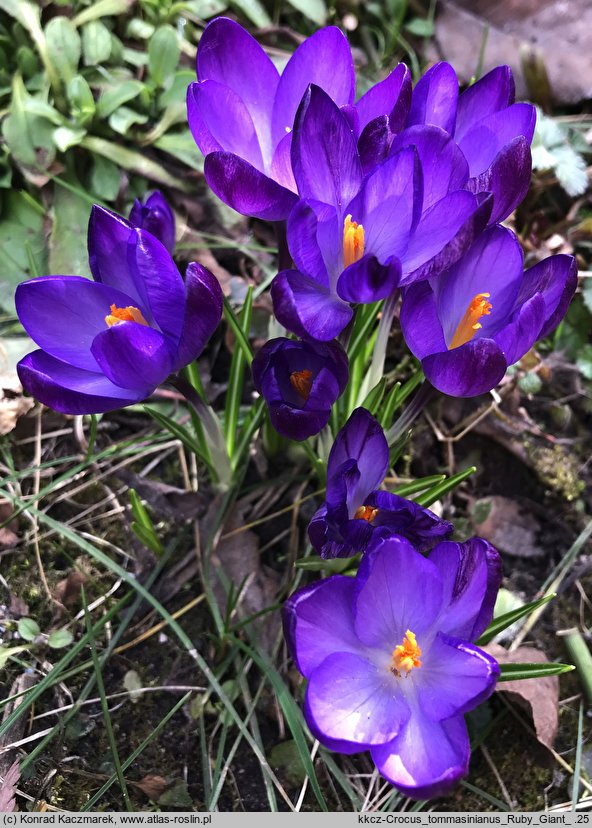 Crocus tommasinianus Ruby Giant