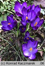 Crocus tommasinianus Ruby Giant