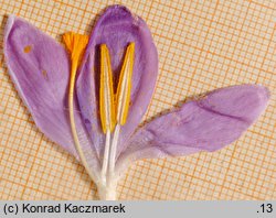 Crocus tommasinianus (krokus Tomassiniego)