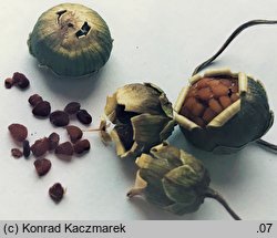 Cyclamen persicum (cyklamen perski)