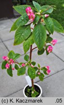 Impatiens tuberosa