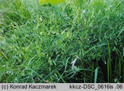 Vicia tetrasperma (wyka czteronasienna)