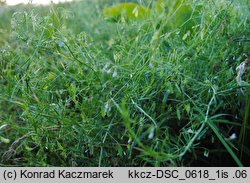 Vicia tetrasperma (wyka czteronasienna)