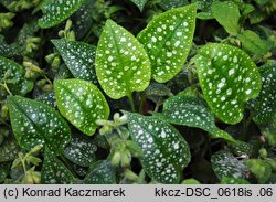 Pulmonaria officinalis (miodunka plamista)