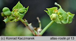 Euphorbia terracina