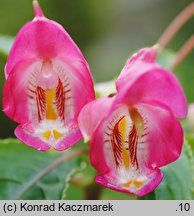 Impatiens tuberosa