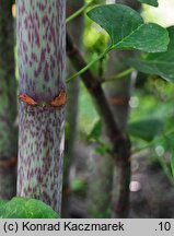 Reynoutria japonica (rdestowiec ostrokończysty)