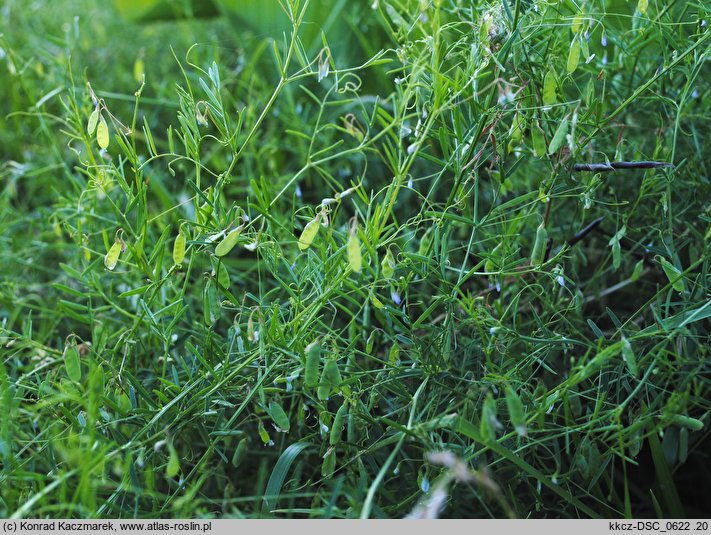 Vicia tetrasperma (wyka czteronasienna)