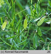 Vicia tetrasperma (wyka czteronasienna)