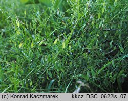 Vicia tetrasperma (wyka czteronasienna)