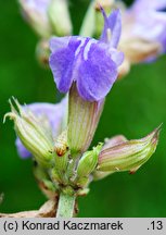 Salvia officinalis (szałwia lekarska)