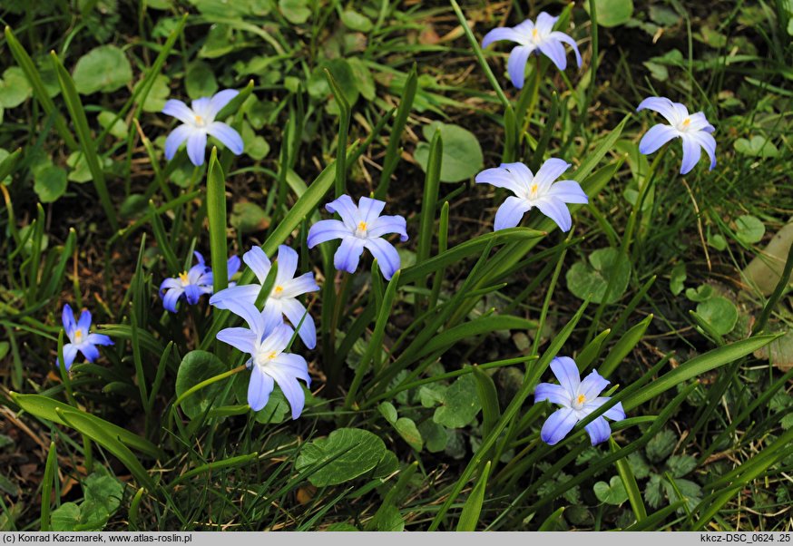 Chionodoxa luciliae (śnieżnik lśniący)