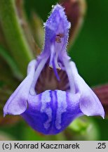 Salvia officinalis (szałwia lekarska)